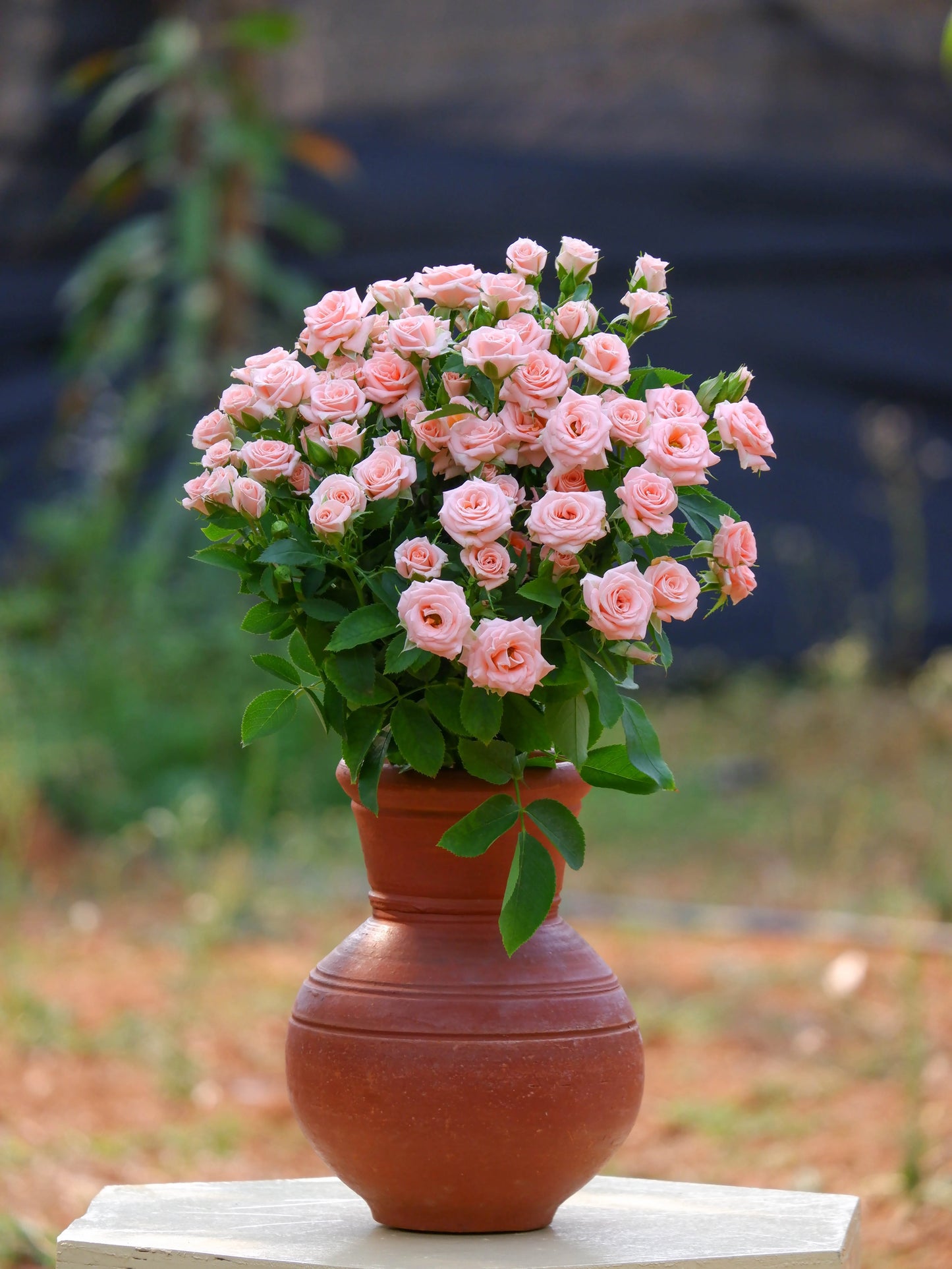 Baby Pink Spray Rose