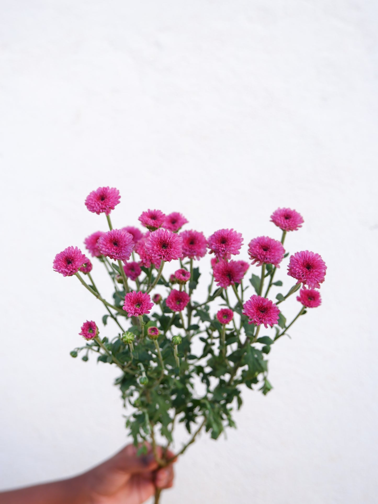 Calimero Pink