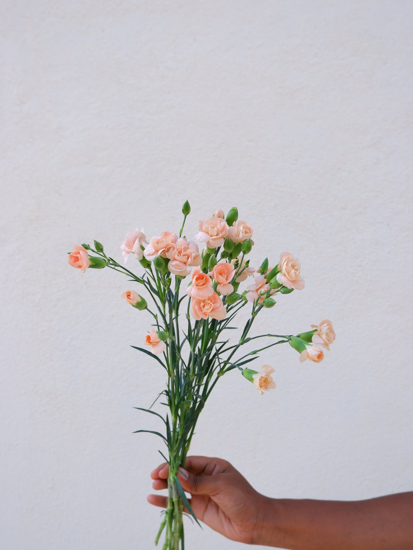 Carnation Peach