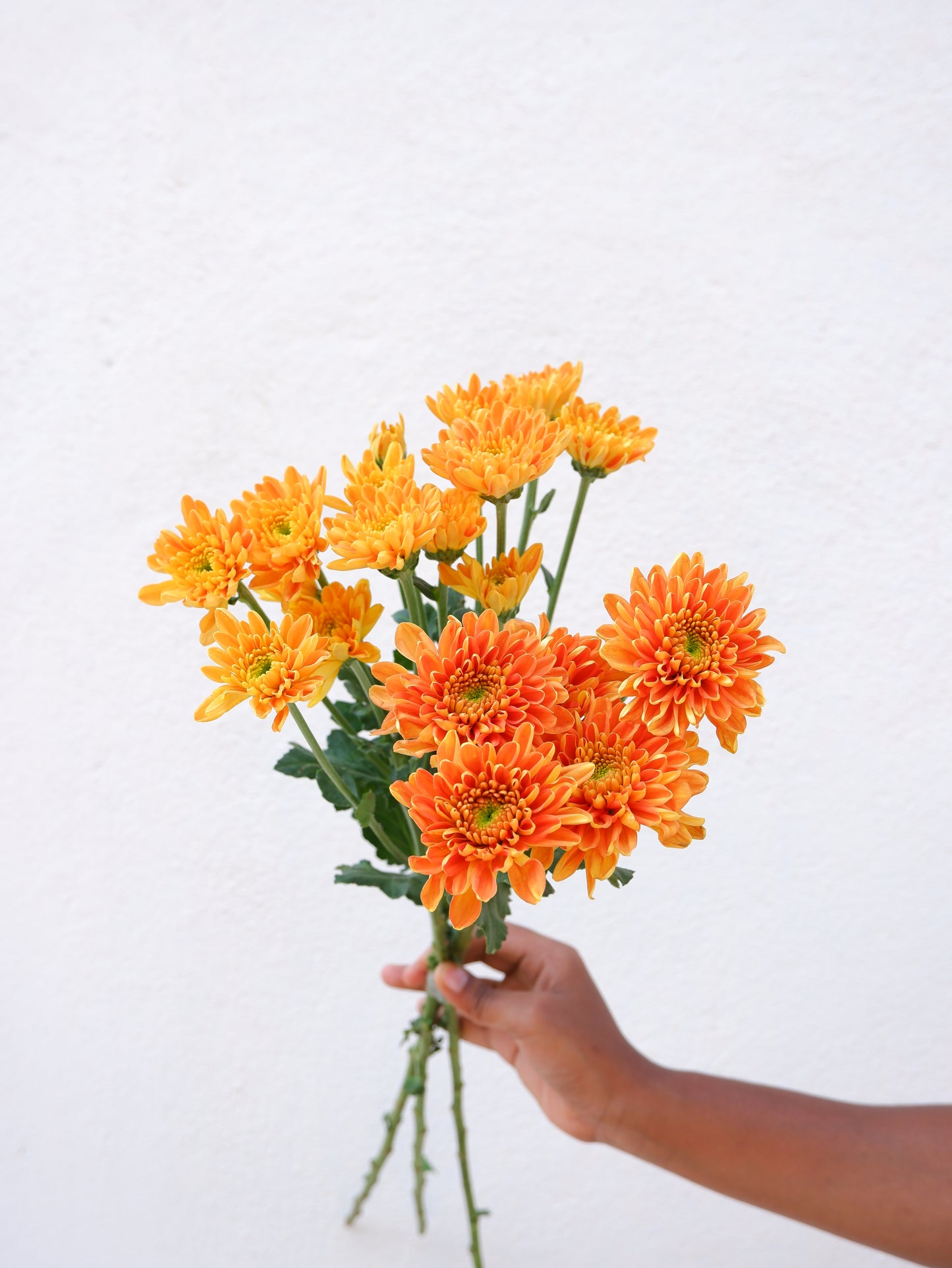 Chrysanthemum Orange