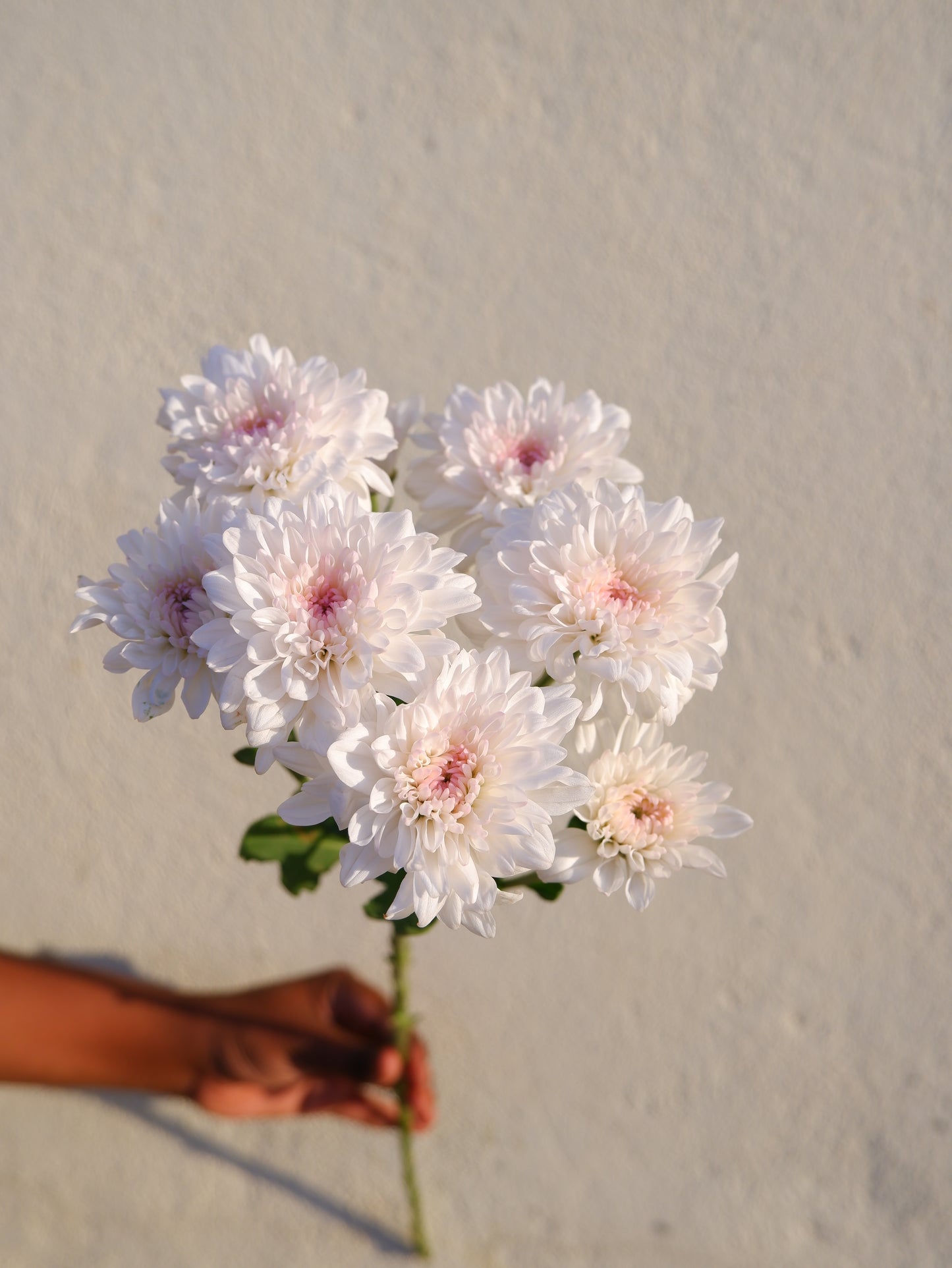 Chrysanthemum White