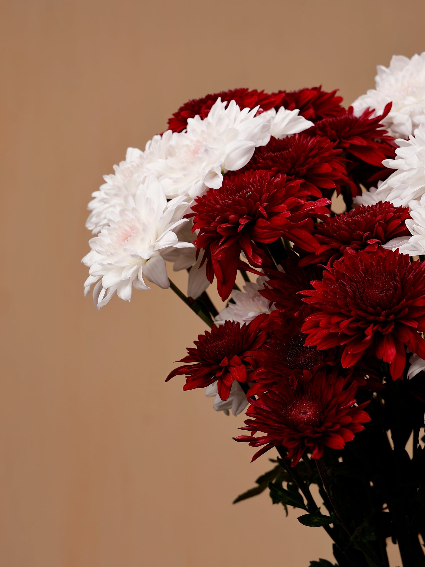 Red and white chrysanthemum bouquet closeup
