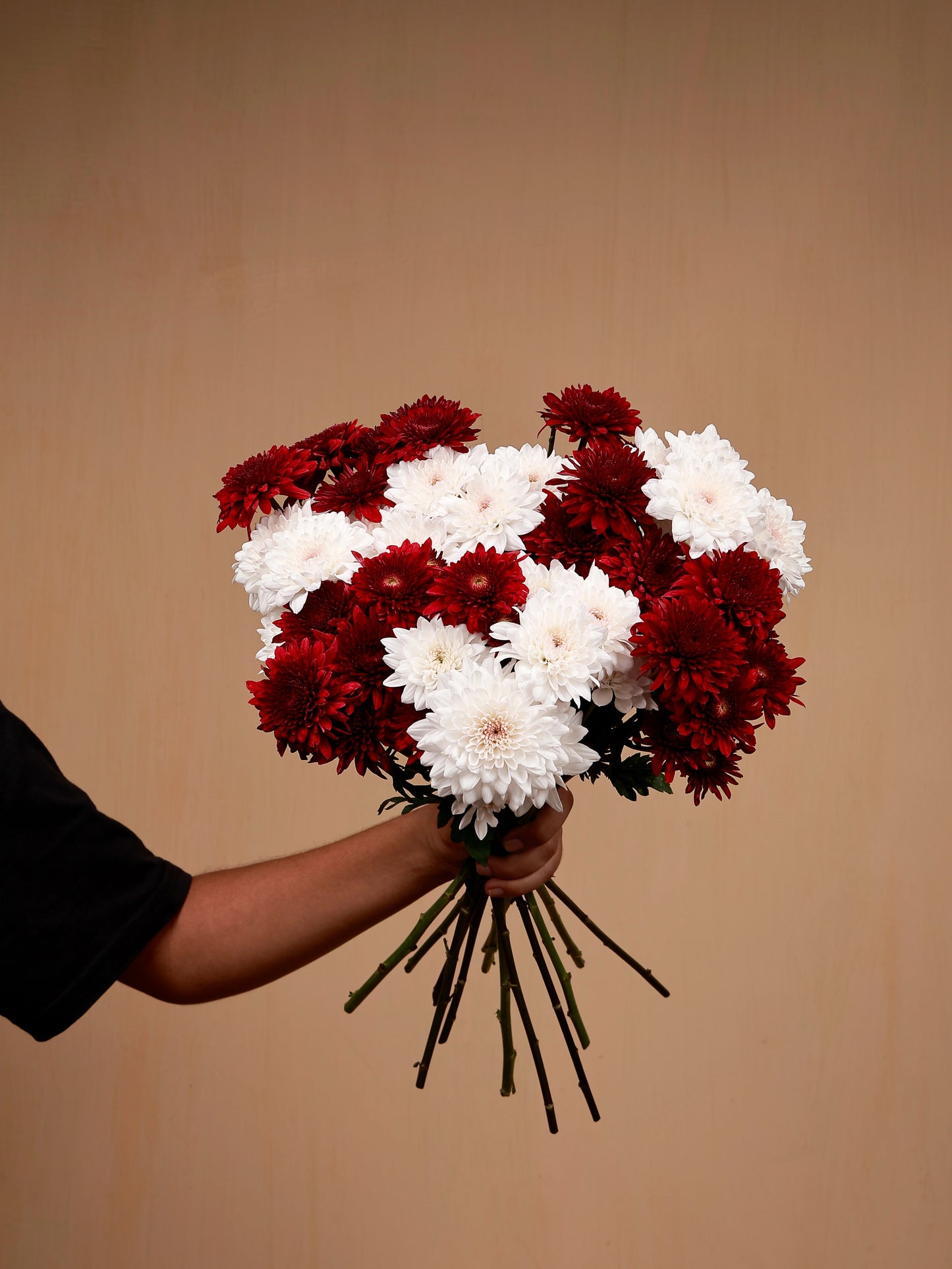 Red and white chrysanthemum bouquet in hand
