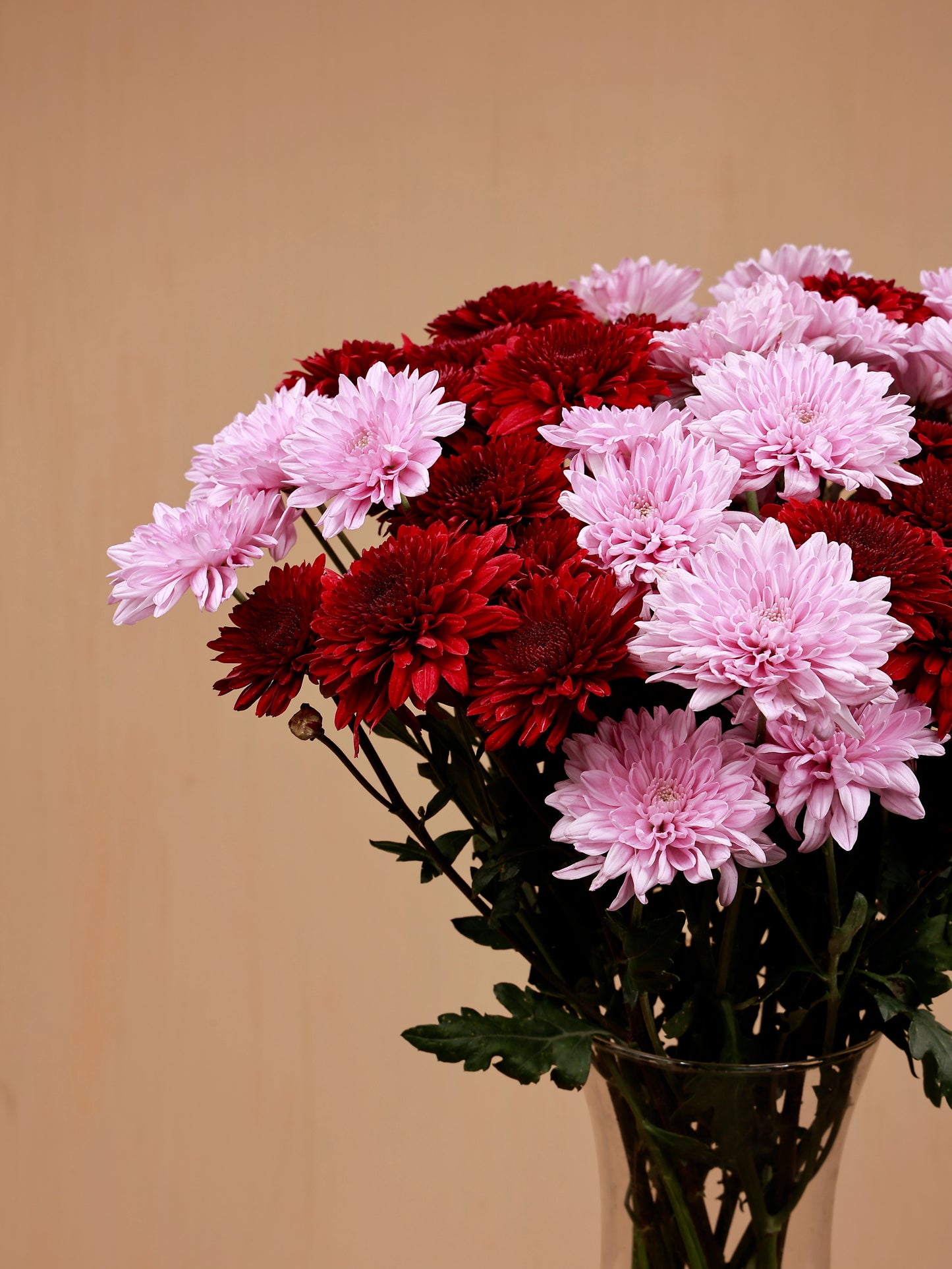 closeup of sweet bouquet of pink and red chrysanthemum