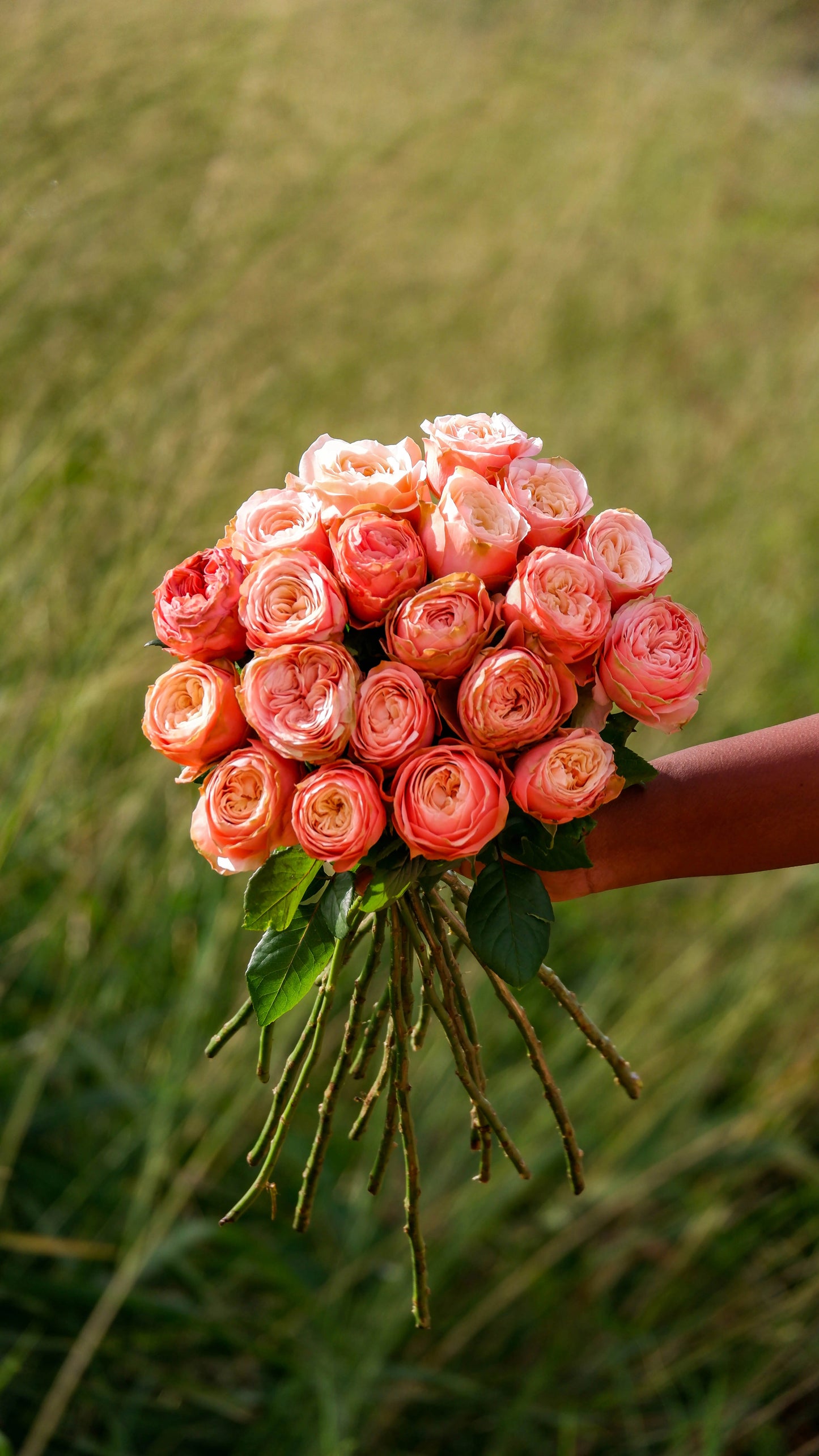Luxury Roses