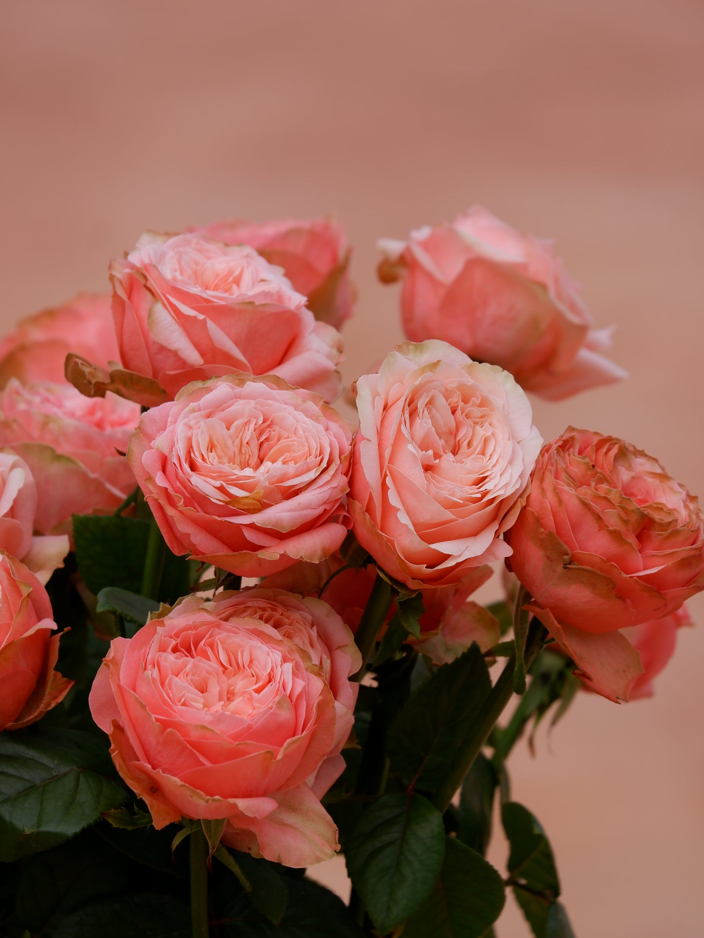 Luxury rose closeup picture