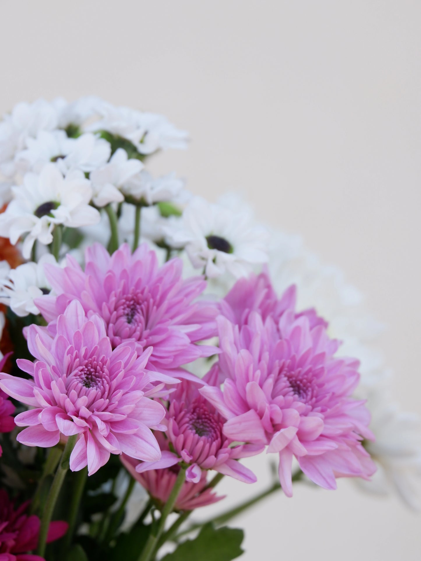 Chrysanthemum Fantasy Mini