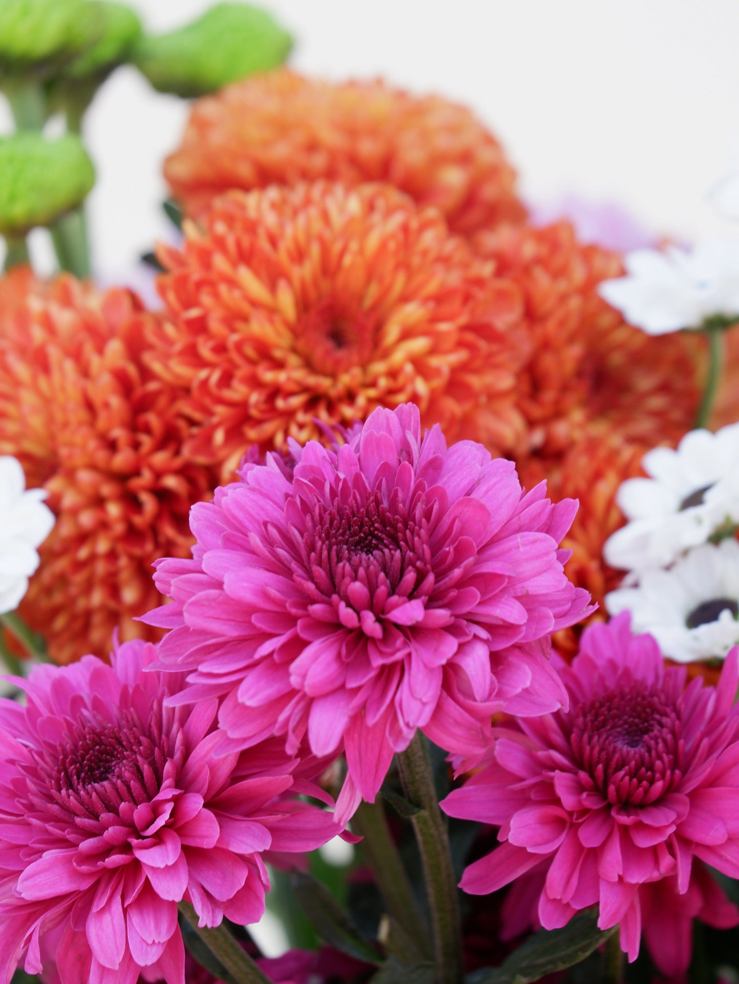 Chrysanthemum Fantasy Mini