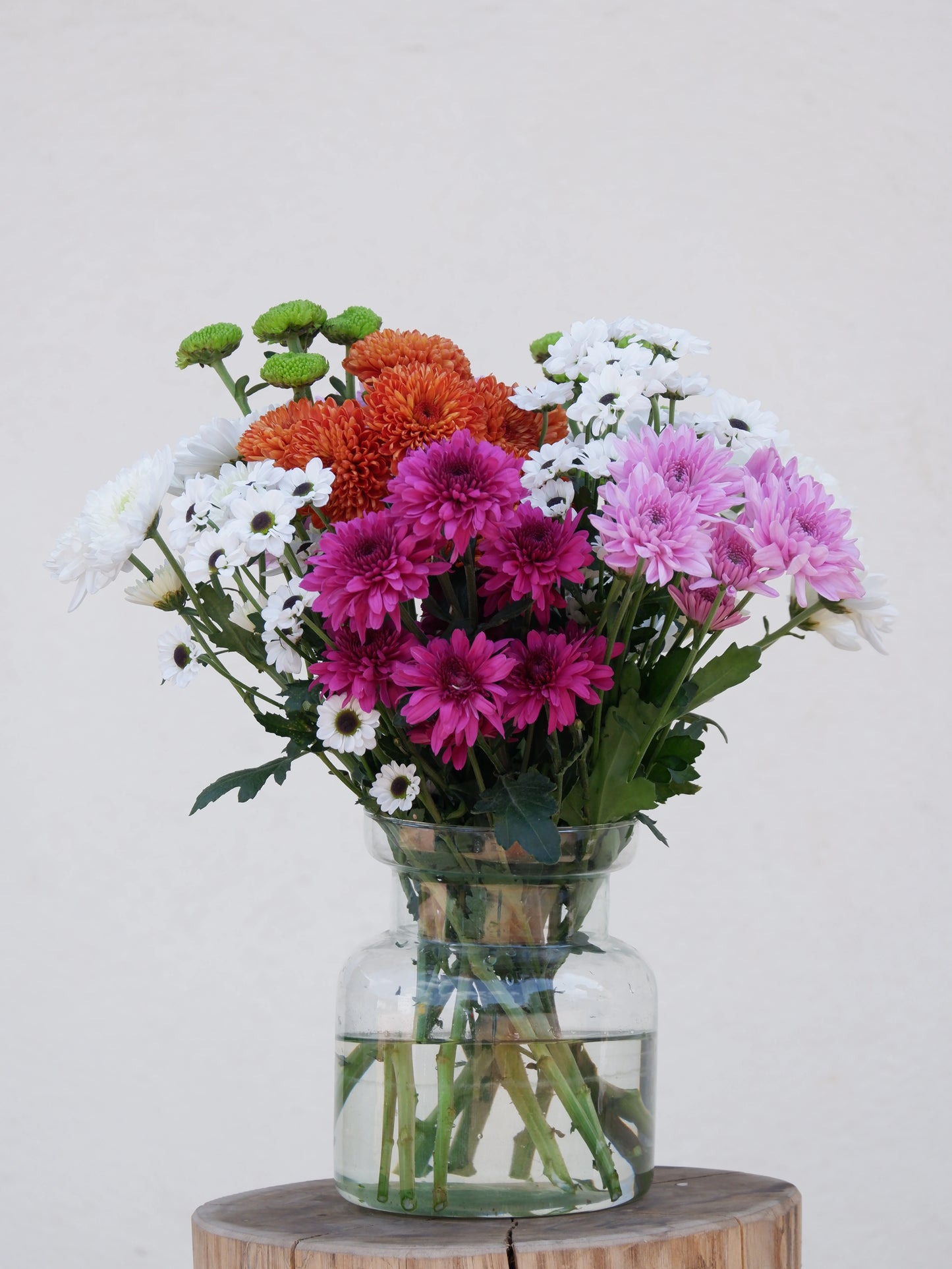 Chrysanthemum Fantasy Mini