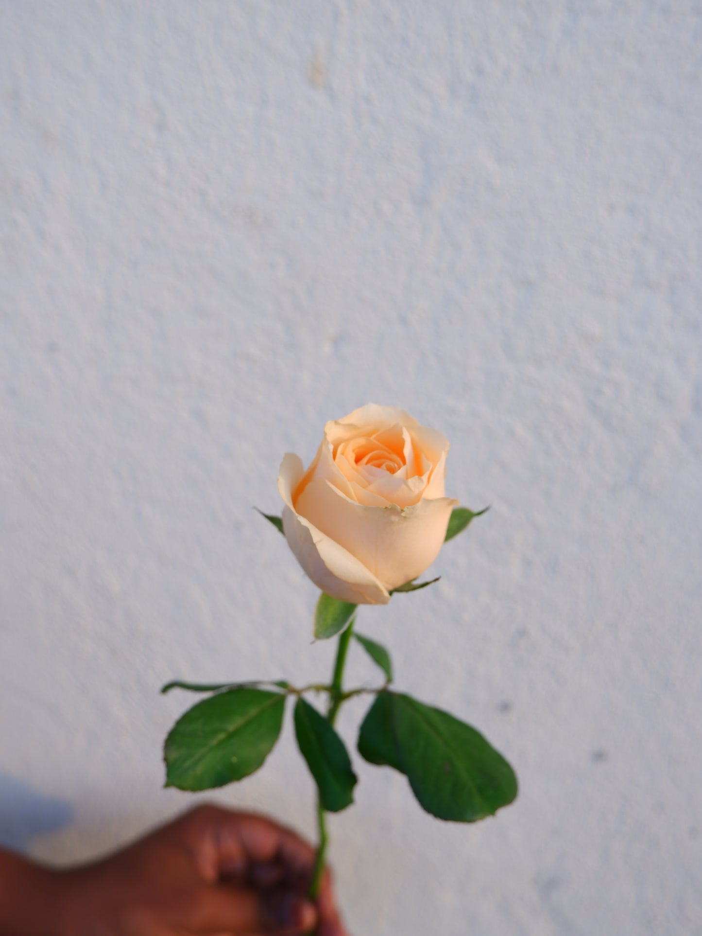 Rose Peach