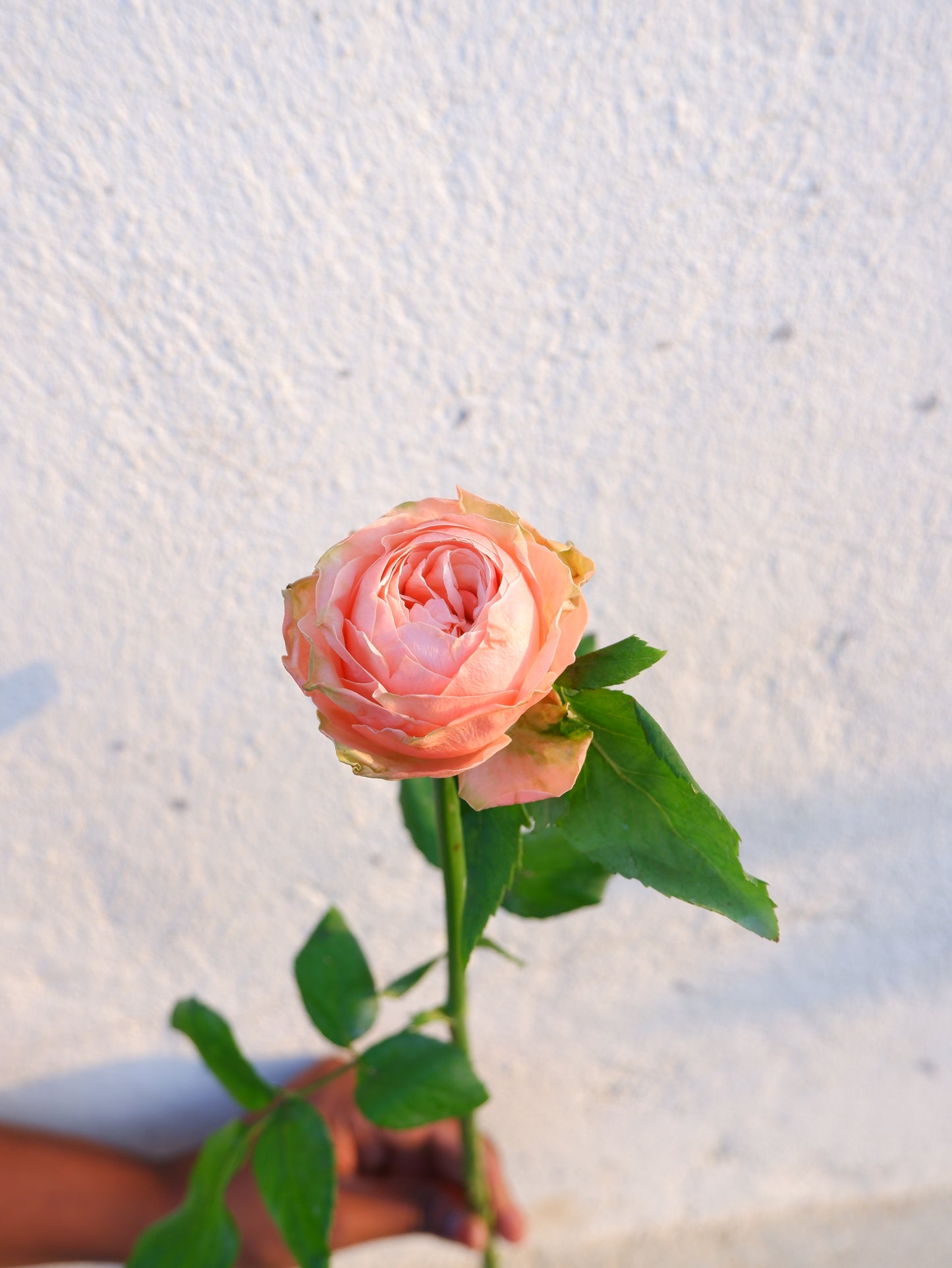 Rose Pink