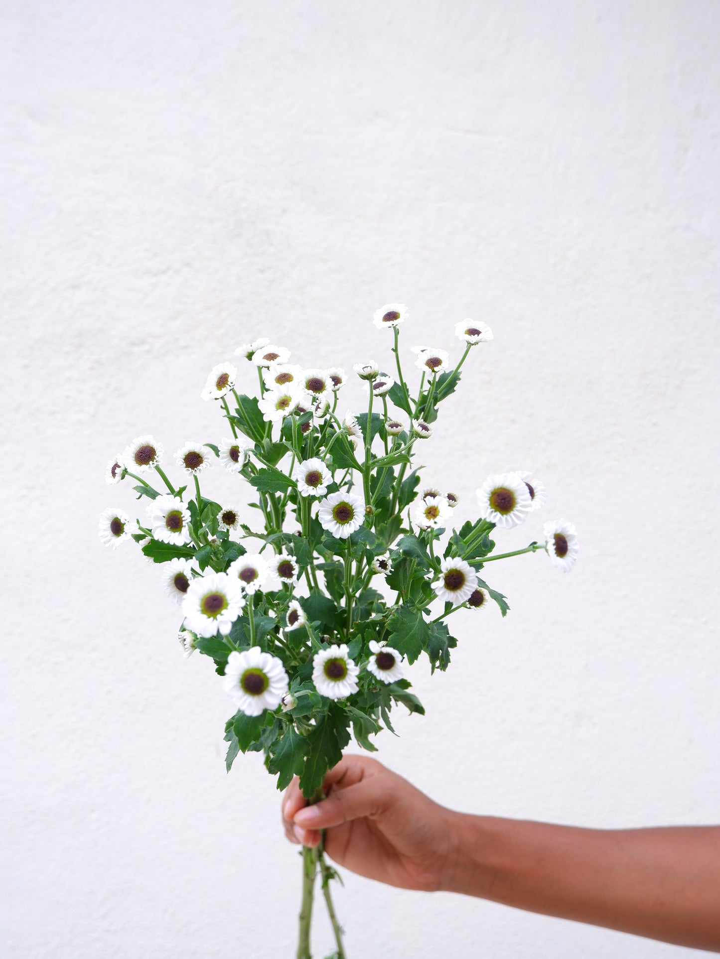 Santini White