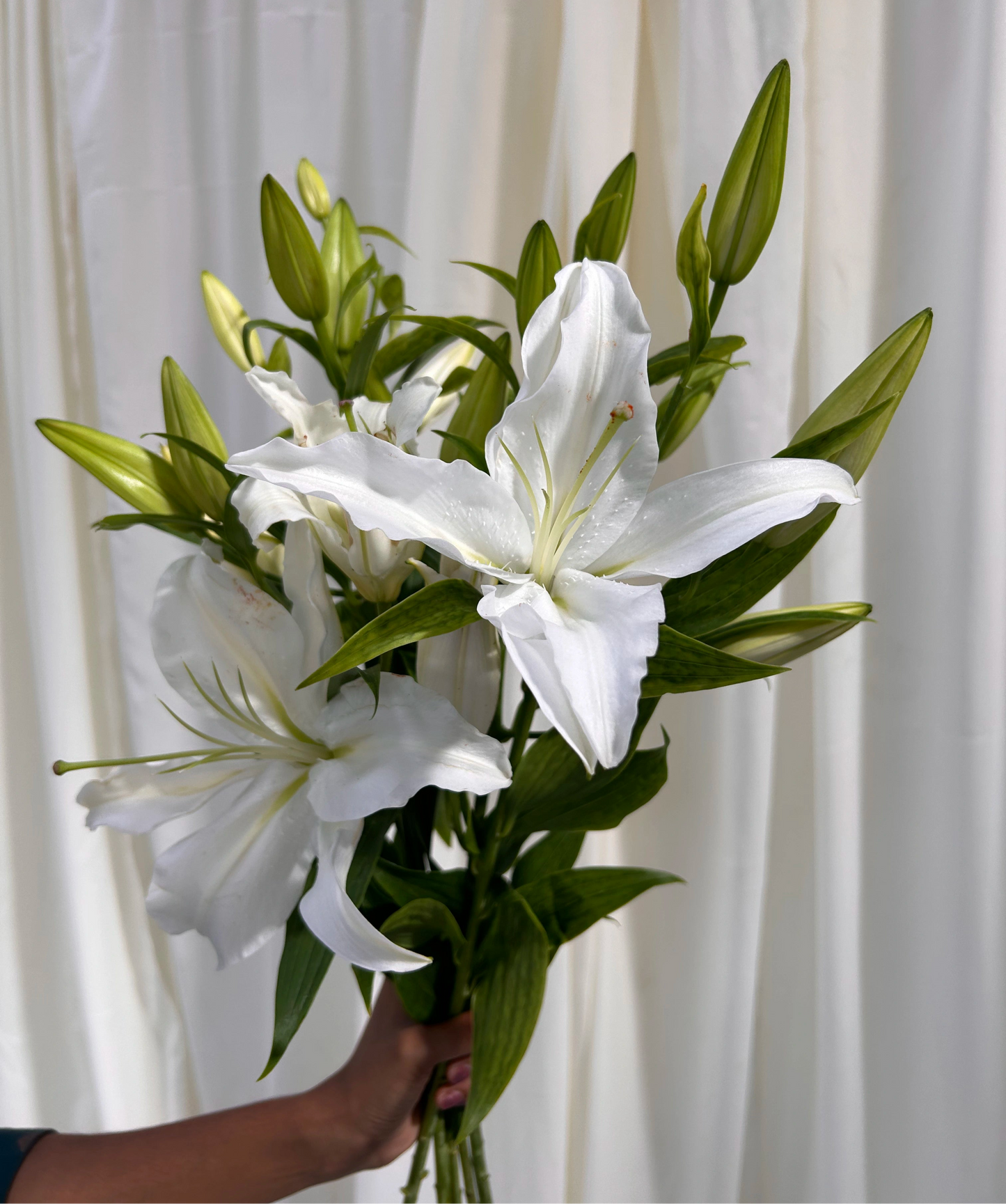 Oriental Lily