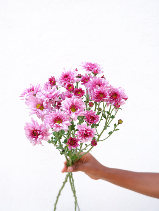 Carnation Flowers in Bangalore: Meaning, Colours, and Care Guide