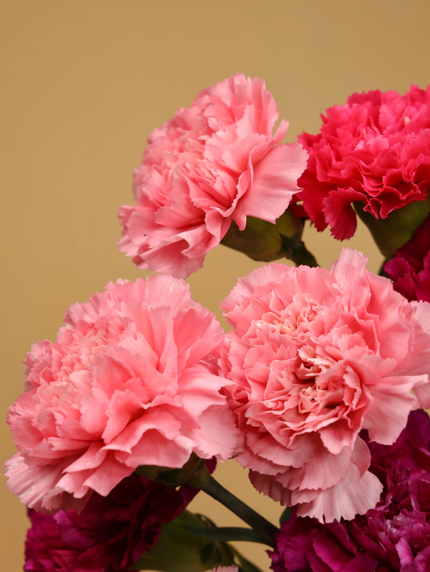 Carnation