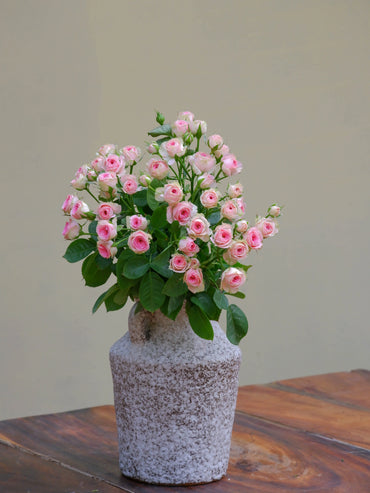Baby Pink Spray Rose