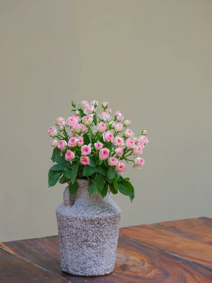 Baby Pink Spray Rose