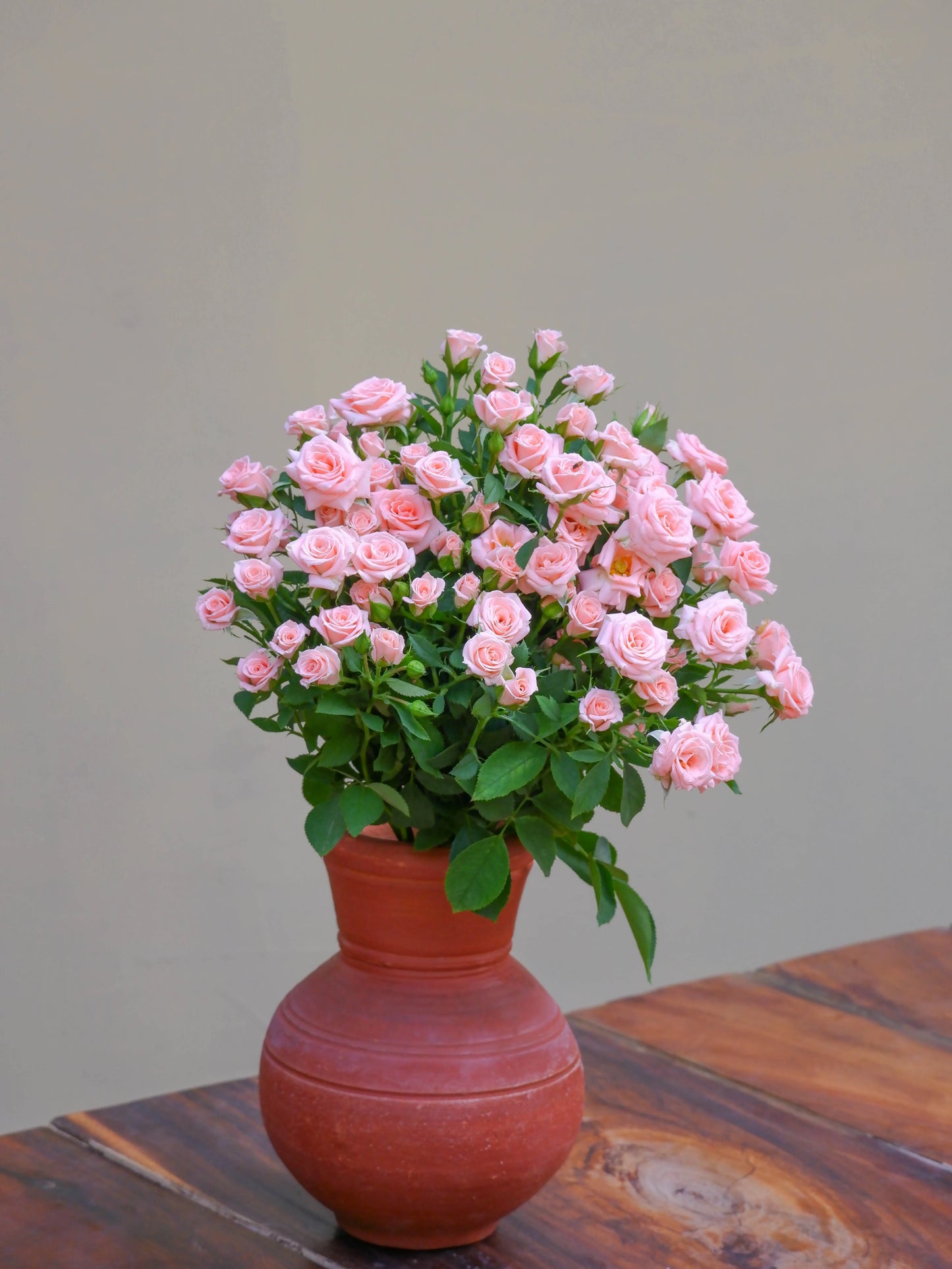 Baby Pink Spray Rose