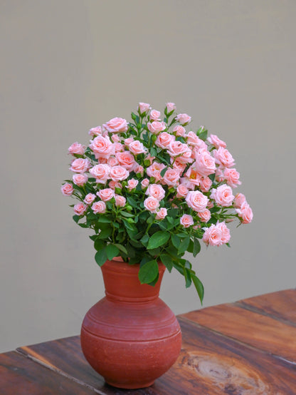 Baby Pink Spray Rose