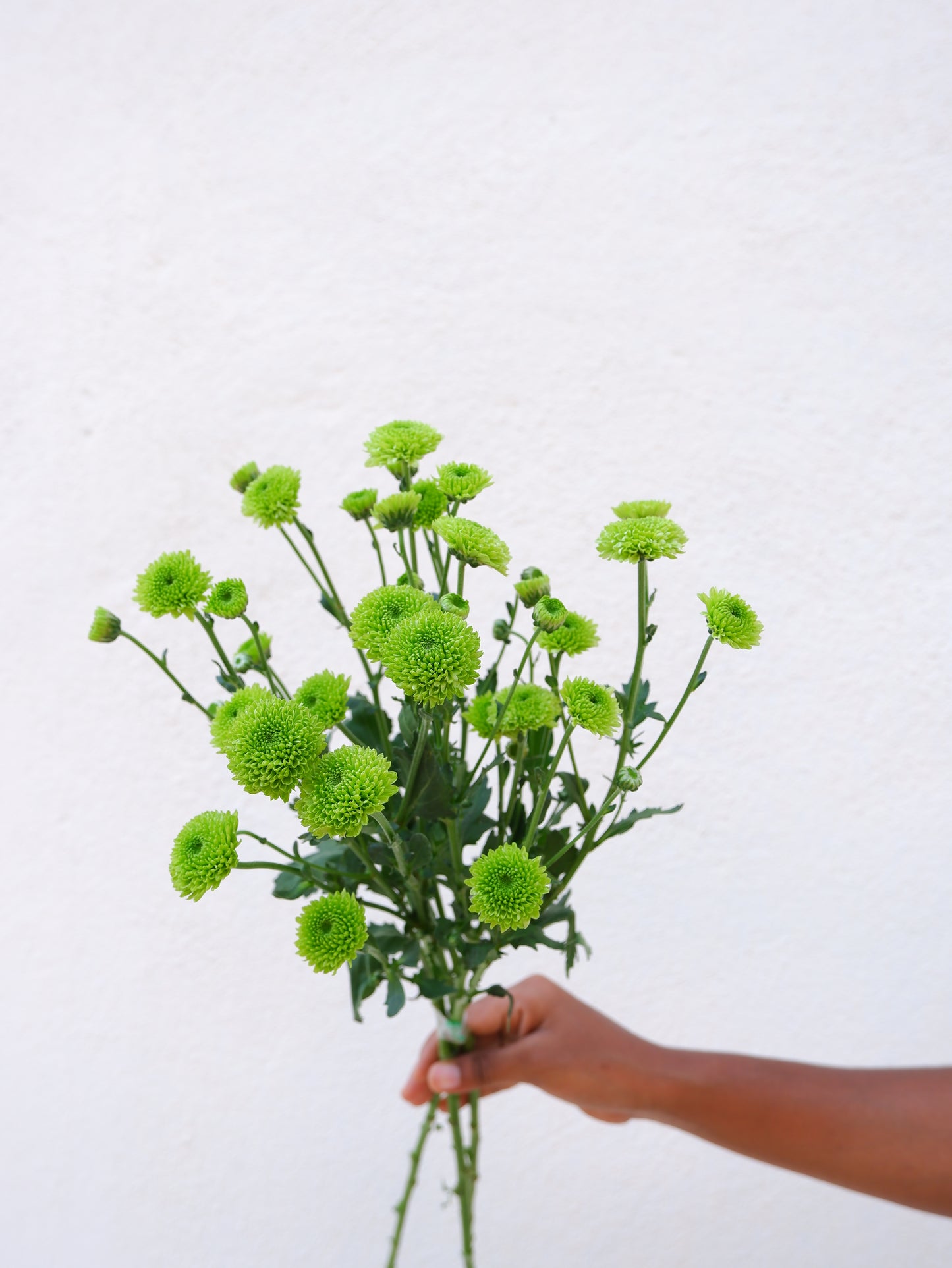 Calimero Green