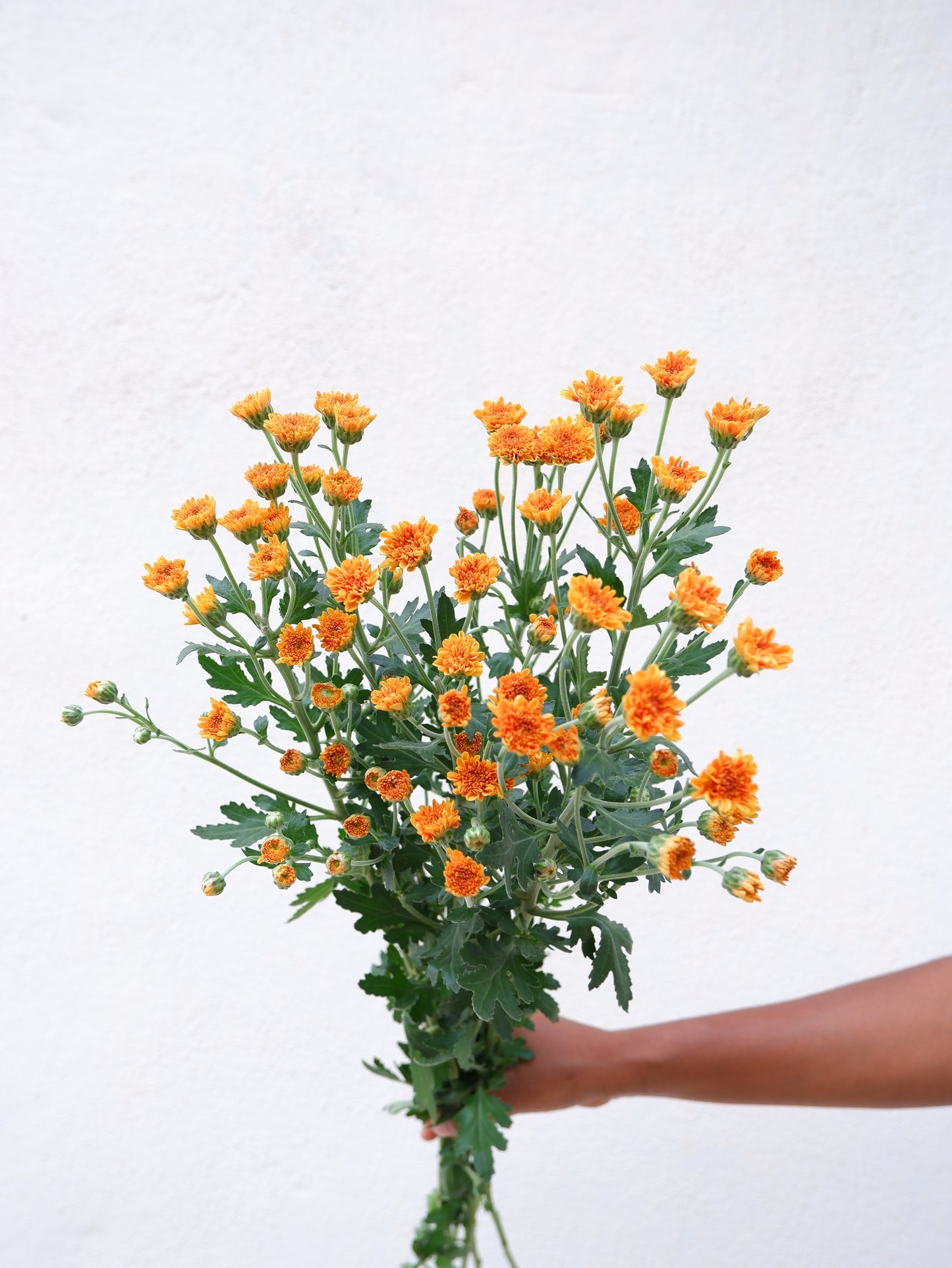 Calimero Orange