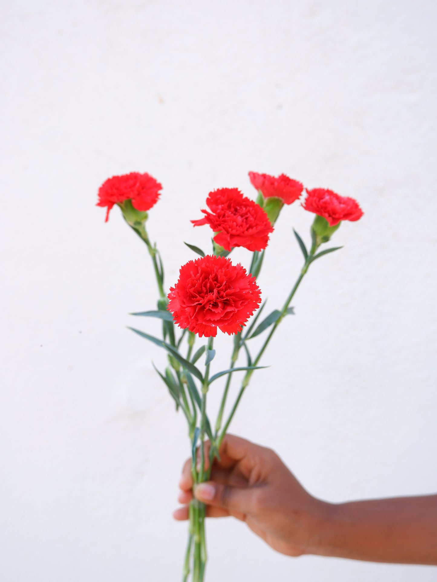 Carnation Red