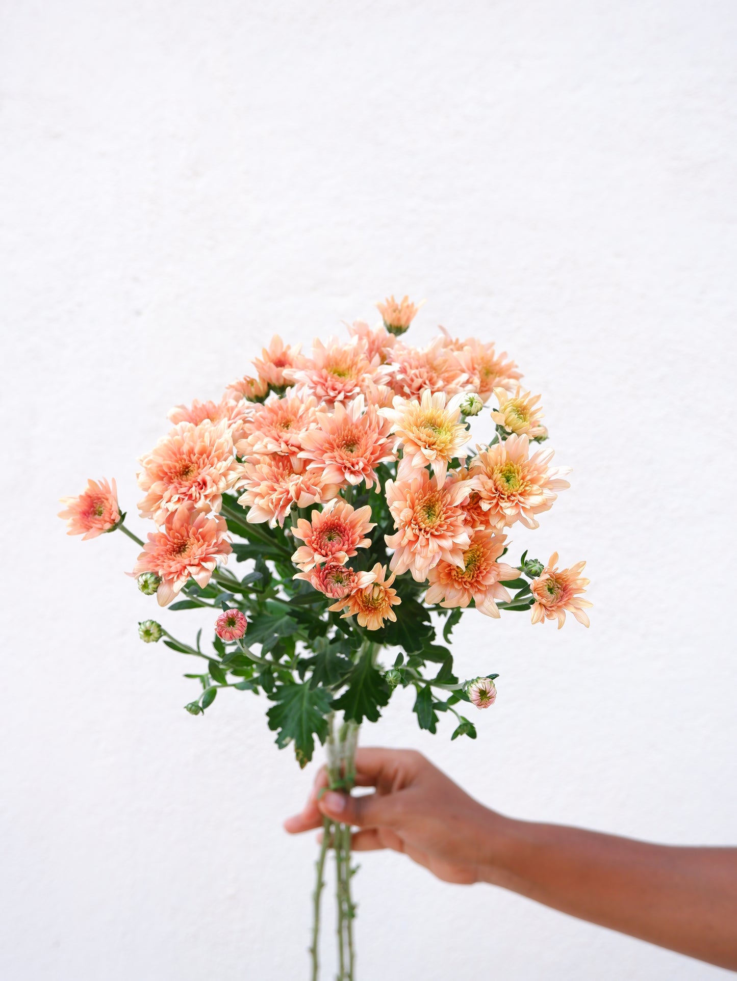 Chrysanthemum Peach