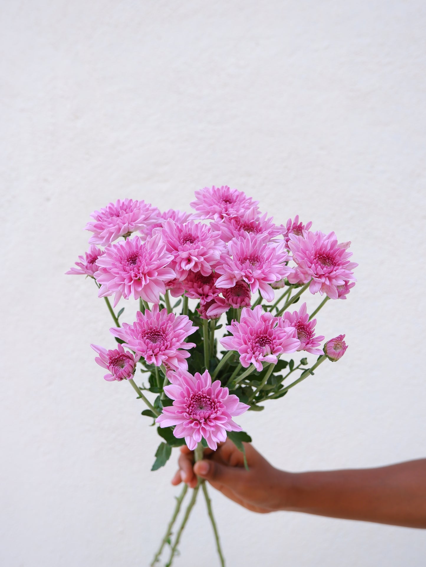 Chrysanthemum Pink