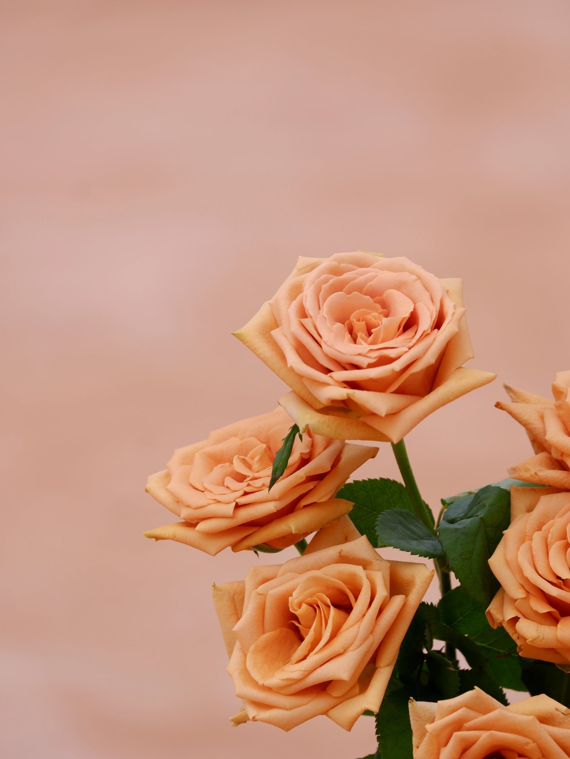 Golden rose closeup