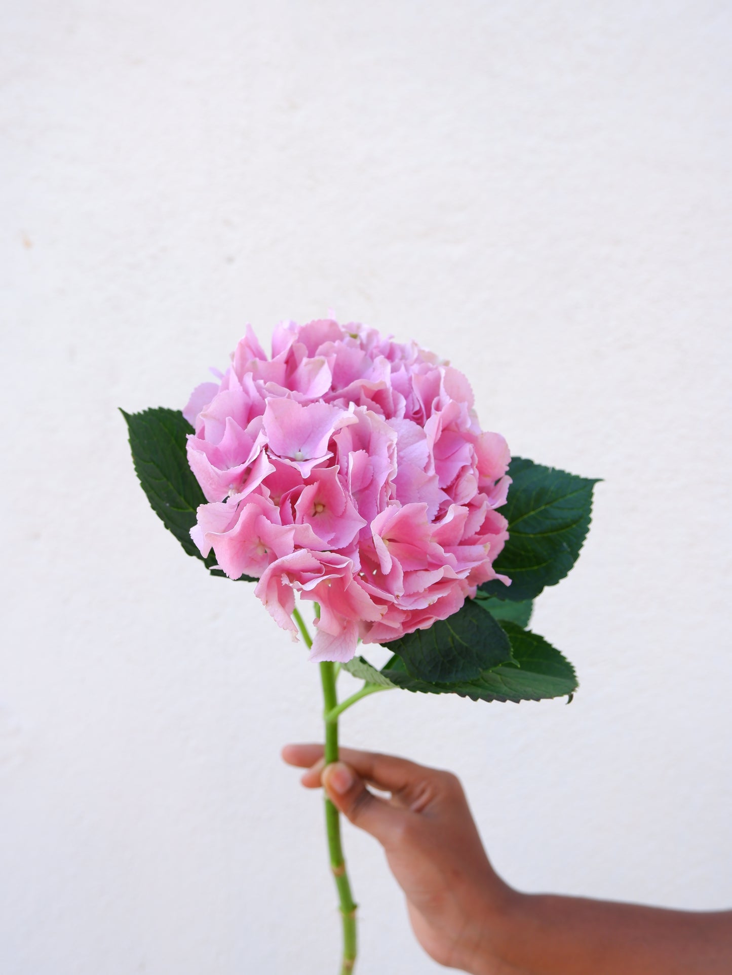Hydrangea Pink