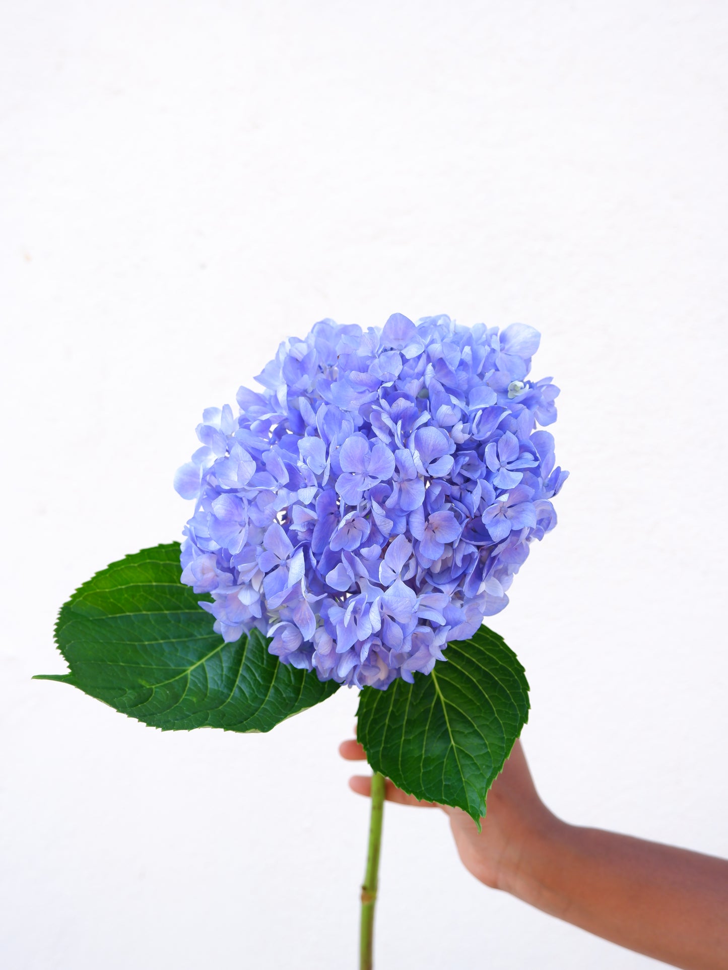 Hrdrangea Purple