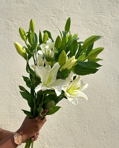 Oriental Lily