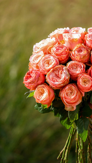 Luxury Roses