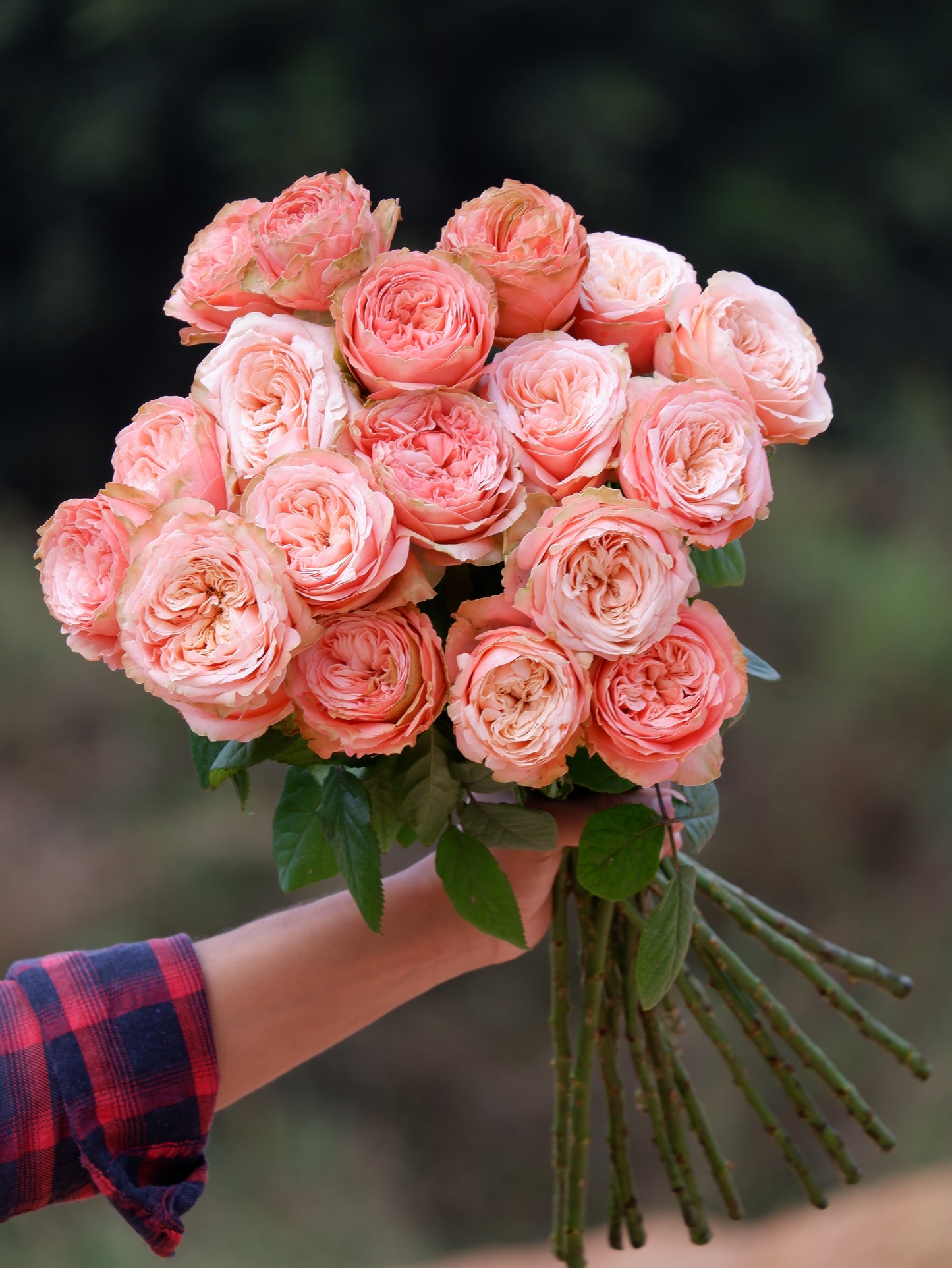 Luxury roses in hand