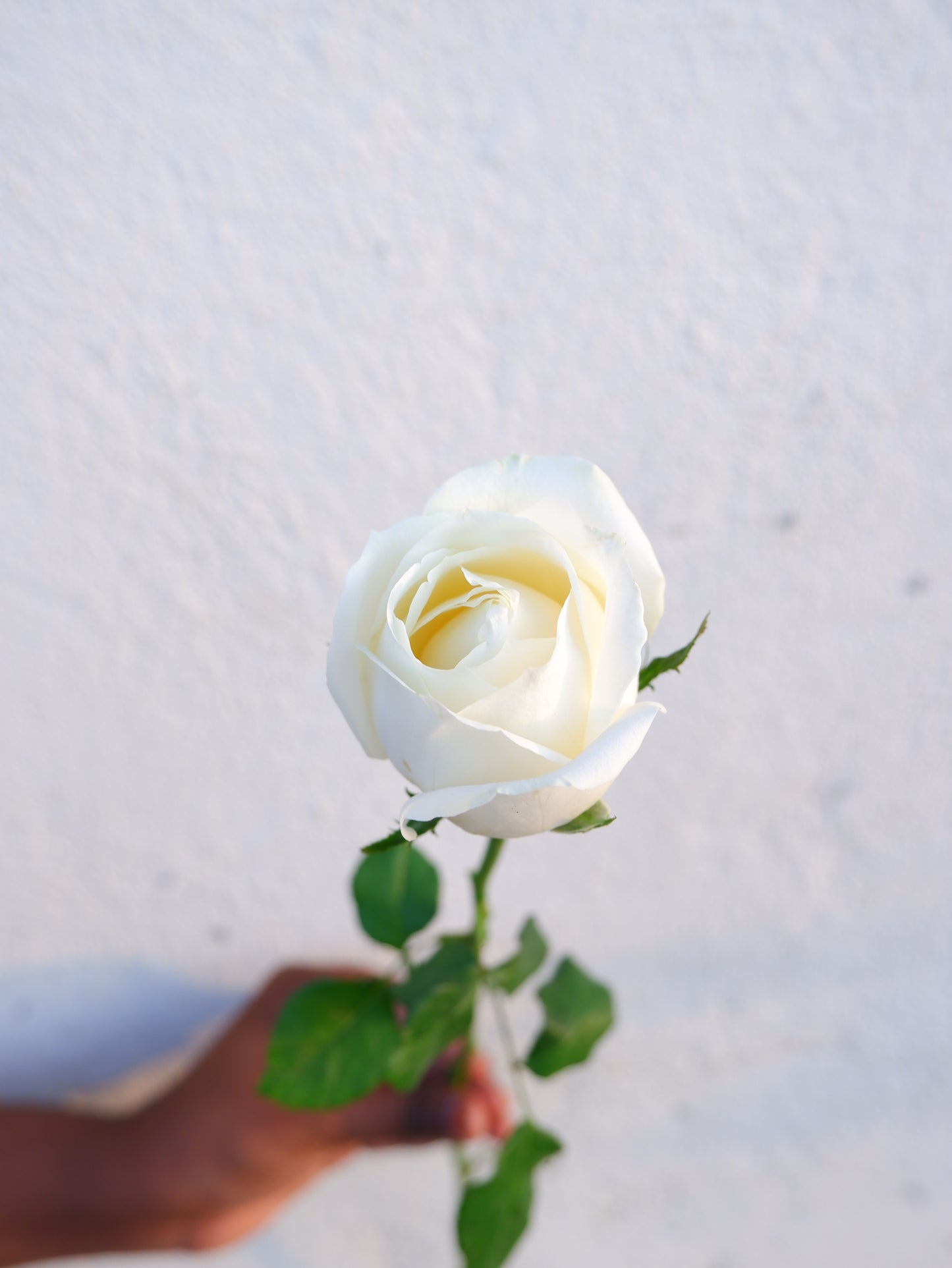 Rose White