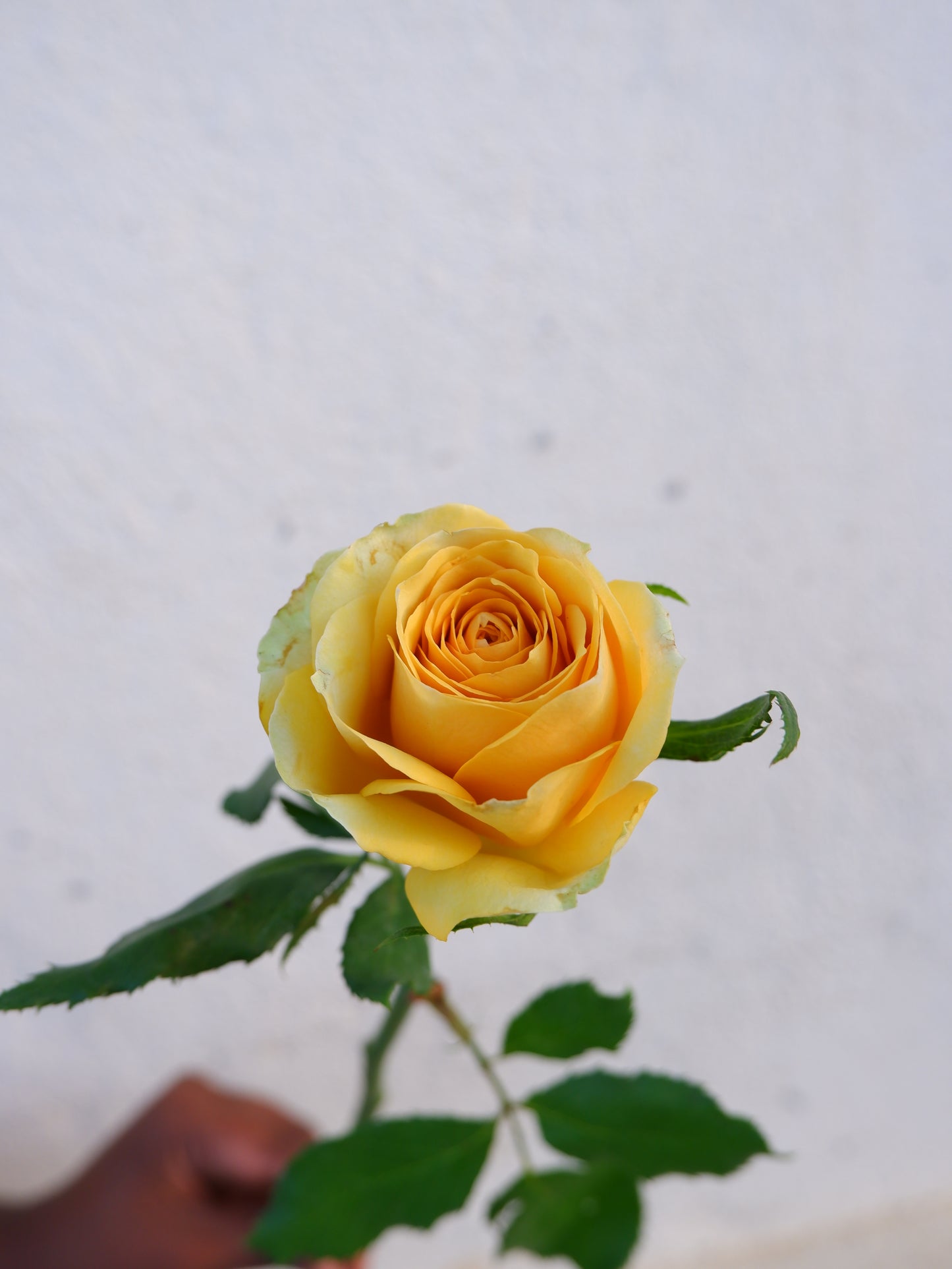 Rose Yellow