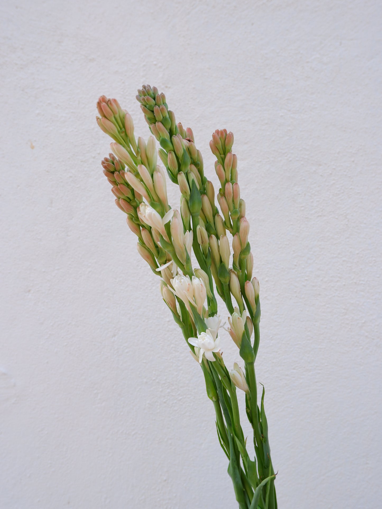 Tuberose