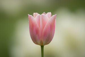 Tulip