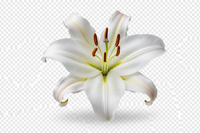 Lily