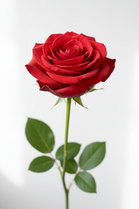 Red Rose